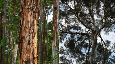 Ethiopia's eucalyptus fix backfired: trees now threaten springs, groundwater