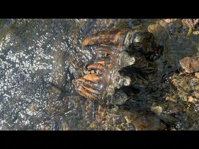 Strange 8.5-inch object found in California creek turns out to be 10,000-year-old mastodon tooth; scientist says, “I had chills and shivers up and down my spine”