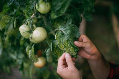 A Few Minutes of Fall Garden Maintenance Could Prevent Expensive Problems Next Year