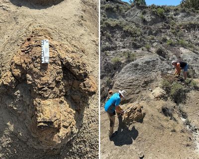One giant step: first known adult T rex footprints found in North Dakota