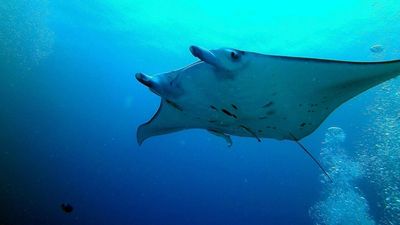 How 100 days of record ocean heat is reshaping life in and around the seas