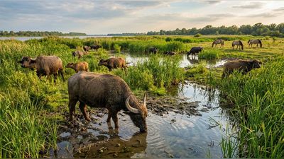 In 2019, officials released 17 water buffalo on a Danube island to restore nature. Years later, their pools and grazing were helping insects, fish and amphibians flourish