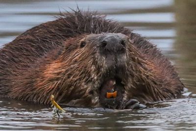 Swooping bats, attacking beavers and wild raccoons: U​S rabies cases rose 17 percent this summer
