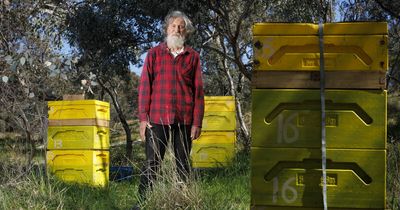 Canberra's great beehive heist: distraught owner offers a unique reward