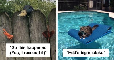 92 Funny Photos Of Animals Stuck In The Most Random Places Waiting Helplessly For Assistance