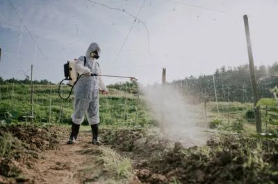 Even Undiagnosed Roundup Users Would Be Covered by the $7.25 Billion Lymphoma Settlement a Judge Weighs Monday
