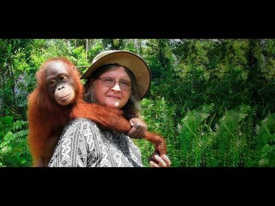 A 25-year-old Canadian primatologist entered Borneo’s remote wild swamps with her husband in 1971 to study orangutans; after 40 years of research, she found that they give birth just once every 7.7 years and documented 400 types of food in their diet