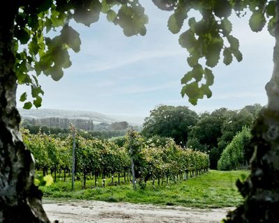 Kent is having a champagne moment: ‘English wine has gone from a joke to world-class’