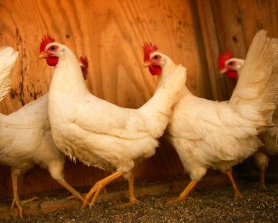 US scientists turn to chickens to sound the alarm as West Nile cases rise