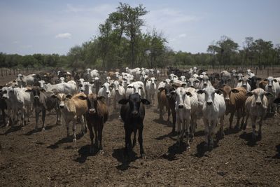 Expocruz 2026 Sets Livestock Record: 924 Animals and 110 Participating Ranches