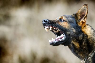 What happens if your dog bites someone? Insurance experts explain