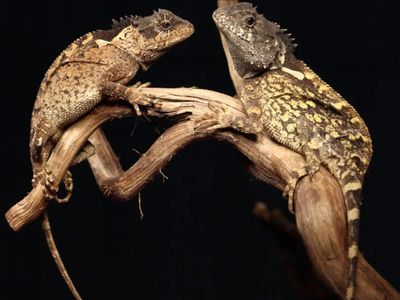 A hurricane created a rare scientific opportunity: Scientists turned seven empty Bahamian islands into a living laboratory to watch lizard evolution unfold from the beginning