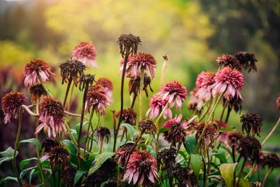 That “Dead” Garden Plant May Be Better Left Alone Until Spring