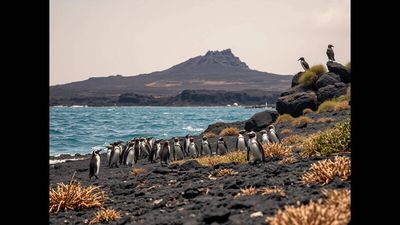 Galapagos Islands' unique animal, plants served as basis for Charles Darwin's theory of evolution, in 2026 El Nino threatens to wipe out concentration of species not found elsewhere on Earth