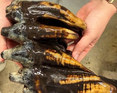 Fossilized 10,000-year-old mastodon tooth found by California scientist