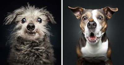 This Photographer Captured 41 New Portraits Of Senior Dogs Showing They Aged Gracefully