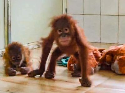 Orangutan repatriation from Odisha complex: Experts cite scientific, legal, and diplomatic hurdles