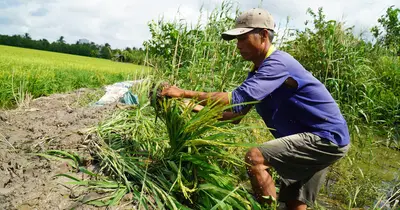 Triều cường tăng nhanh, nông dân miền Tây trắng đêm cứu lúa