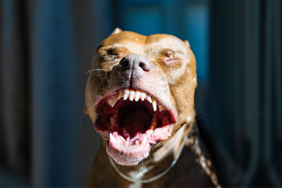 Oklahoma Parents Face Murder Charges Following the Suspected Dog Mauling Death of Their Toddler