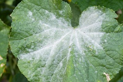 That White Powder on Your Plants Isn’t Dust: Here’s What to Do Before Winter