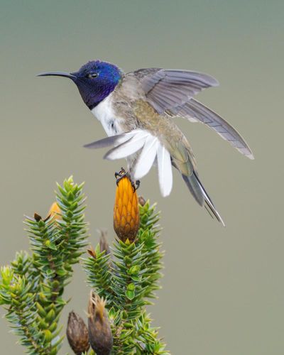 The bird that changed Ecuador: how a chance discovery of a rare species helped to save many more