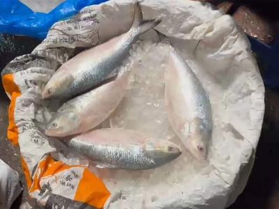 In reverse flow, India exports 500 tonnes of hilsa to Bangladesh in two months: Fish traders