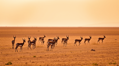 Velavadar's Blackbuck Grasslands: The Saurashtra Sanctuary That Looks Like Nowhere Else in India