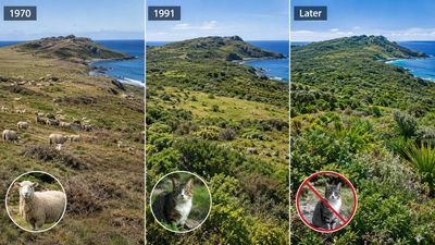 New Zealand removed sheep and cats from a remote island, letting it recover