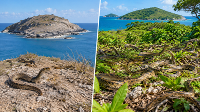 In 1995 just 51 rare snakes survived on one Caribbean island; 21 years later, they topped 1,100