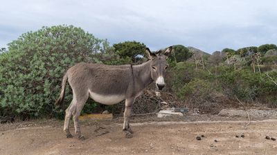 White Coats Traced To Single Mutation: TYR change gives Asinara donkeys albinism; mirrors rare human disease