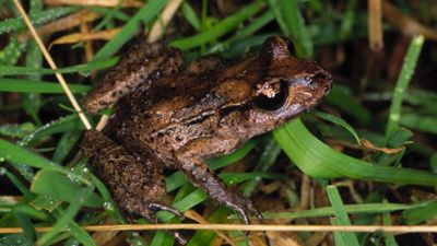 1984-85 Translocation: Rare Maud Island frogs thrive after move; Boat Bay now key case study