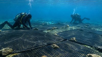 Rubber Mats Suffocate Clams: Scientists starve invaders of oxygen; method also harms natives