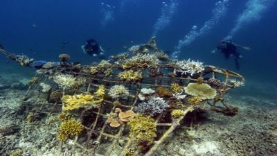 Pemuteran Biorock Project: Electric reefs revive a Bali village; scientists debate benefits