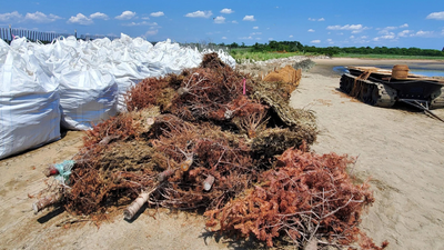 In 2024, New York turned 250 Christmas trees into breakwaters to restore salt marsh
