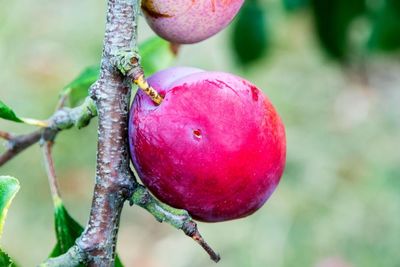 Country diary: Notice anything wrong with this ripe, succulent plum?