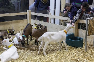 North Carolina Urges Rabies Treatment for 213 People Exposed to Infected Goats at a Mobile Petting Zoo