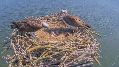 Osprey Population Self-Sustains: 300 young birds now breed freely; reintroduction inspires Europe