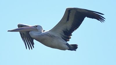 First pelican falls to bird flu, another sea lion dies