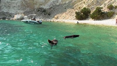 Atokos: The tiny Greek island where people and wild boars swim in the sea and sunbathe together