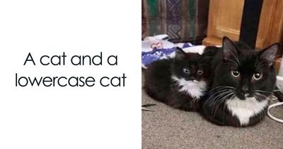 48 Of The Funniest Cat Memes Shared By This Page That Are Impossible Not To Laugh At