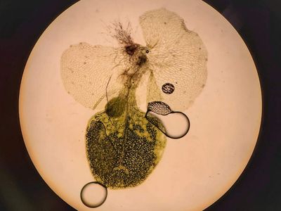 In 1999, NASA flew Ceratopteris fern spores on STS-93 to test gravity-guided growth; they germinated normally, but their developmental polarity became random