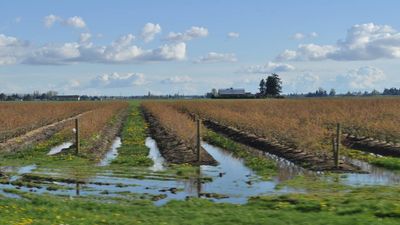 Farmland Legacy Programme 2025: Skagit pays to preserve 270 acres; farmers choose ploughed over paved