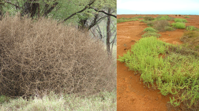 Russian Thistle Spread: weed invades 100 million acres; USDA tests blister mite control