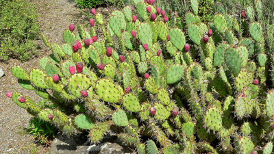 Prickly Pear Tamed: settlers’ hedge became vast invasive pest; insects cut spread in South Africa