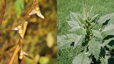 Weed Spread Via Soybean Trade: Studies track Palmer amaranth in China; USDA tightens biosecurity