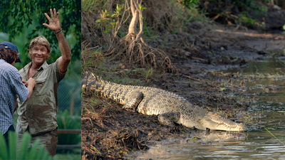 Reserve Shields Key Species: Steve Irwin site fights off bauxite mining; surveys keep adding wildlife
