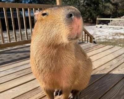 The Route to Cappyness review – capybara boosterism is an ode to the internet’s favourite rodent