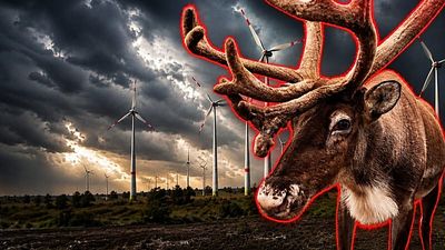 'Wind turbines cause animal malformations': True or false?