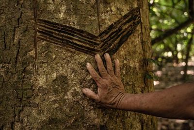 ‘Carbon fever’ threatens hard-won Indigenous rights in Bolivian Amazon