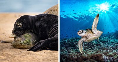 94 Striking Winning Shots From The 2026 Ocean Photographer Of The Year Awards